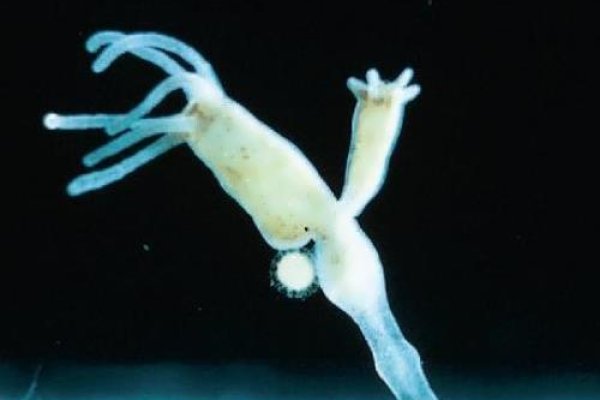 Kraken forum