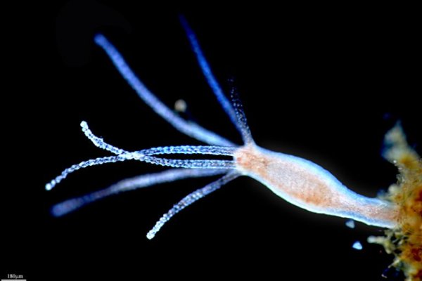 Kraken рабочее зеркало